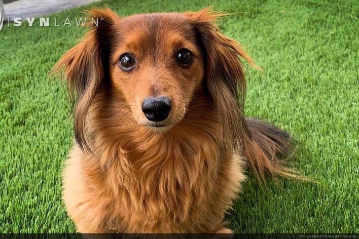 SYNLawn El Paso Texas pets artificial grass safe for dogs cats and all animals